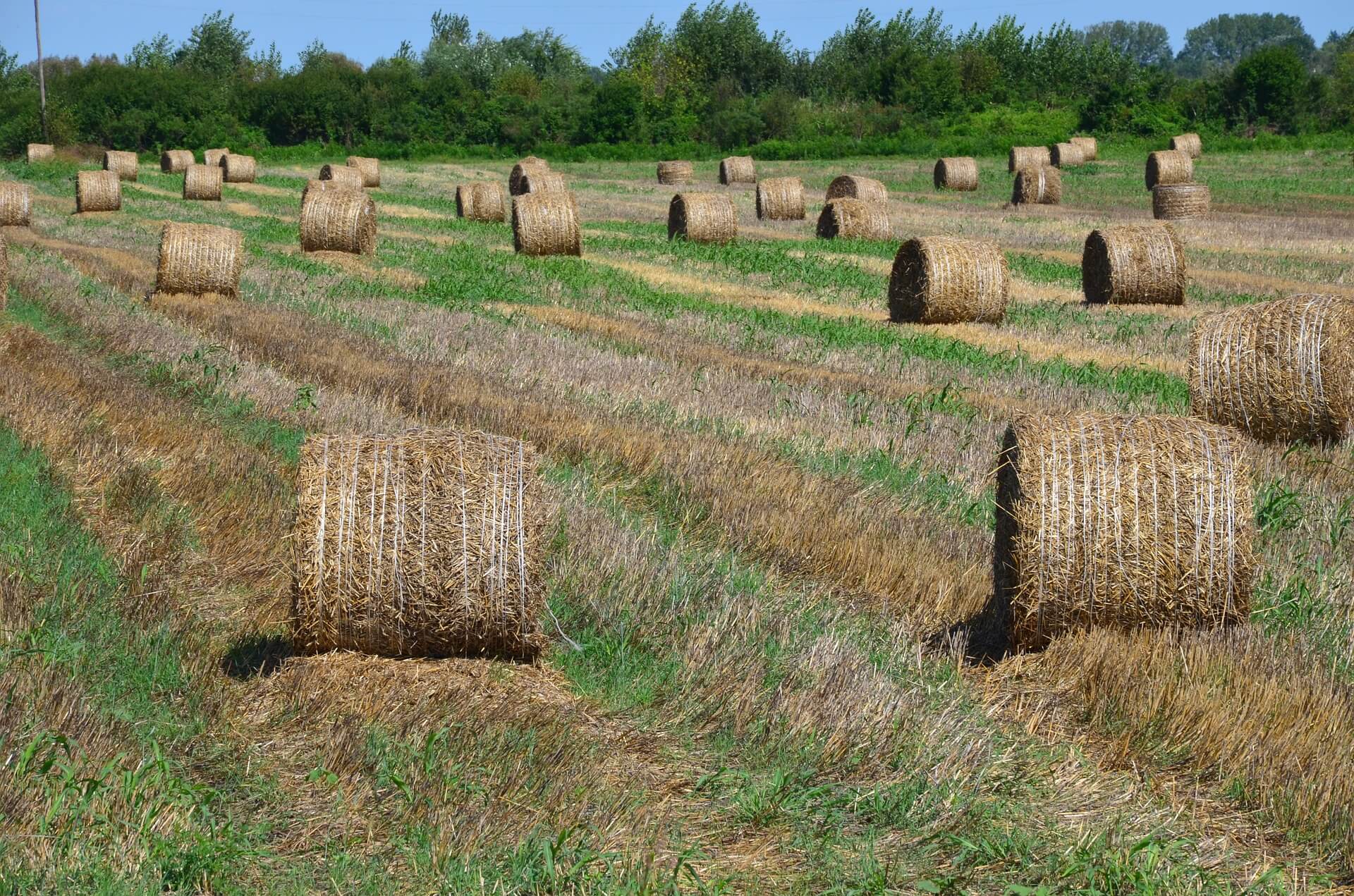 Фото Тюк Сена В Поле